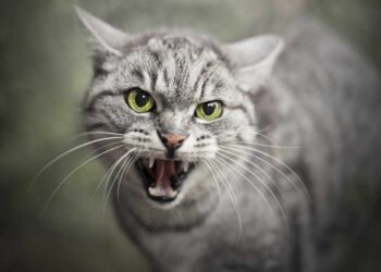 most aggressive cat breeds