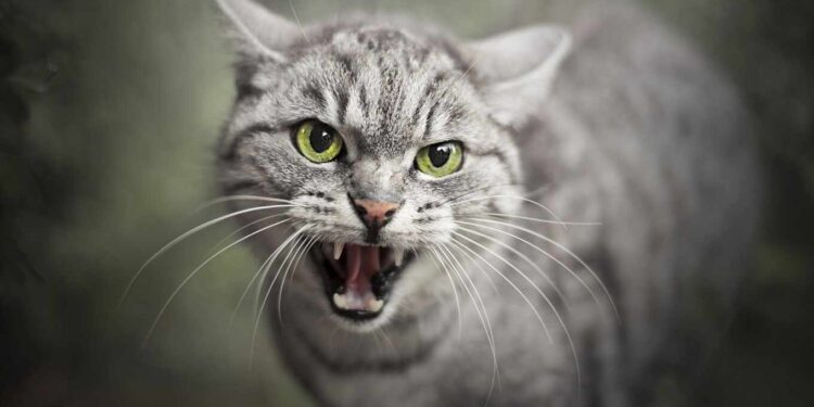How To Deal With Your Cat's Aggressive Behavior most aggressive cat breeds