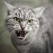 most aggressive cat breeds