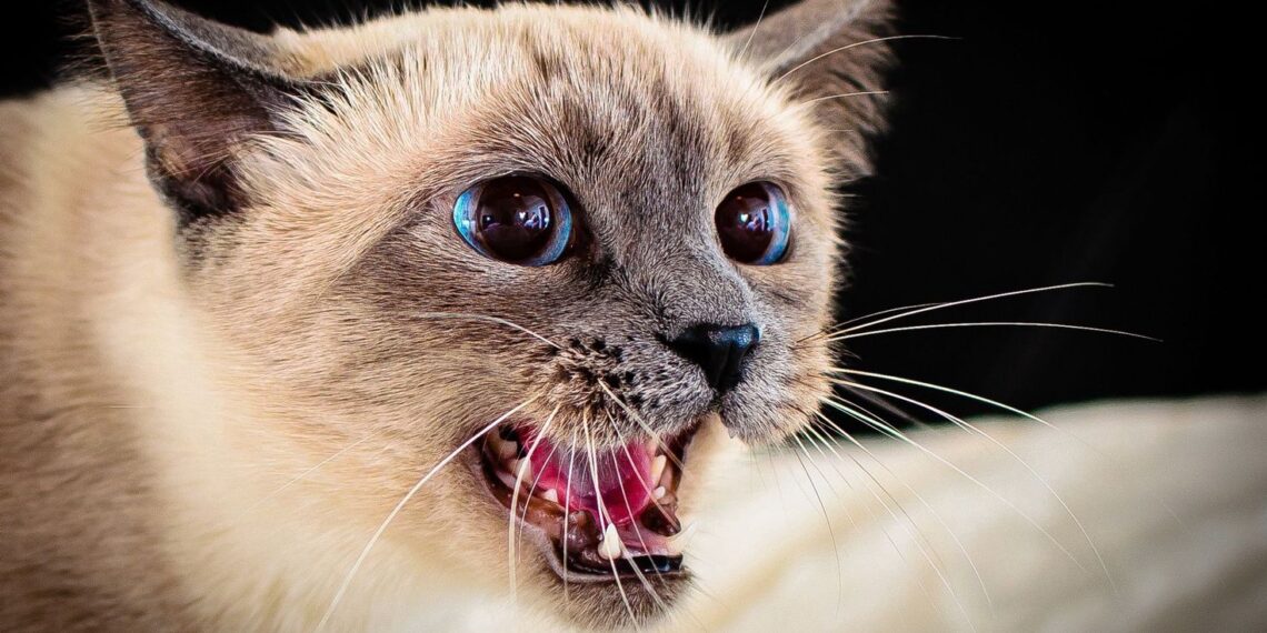 5 Most Aggressive Cat Breeds