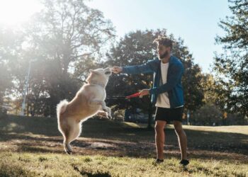 Tips To Train Your Dog