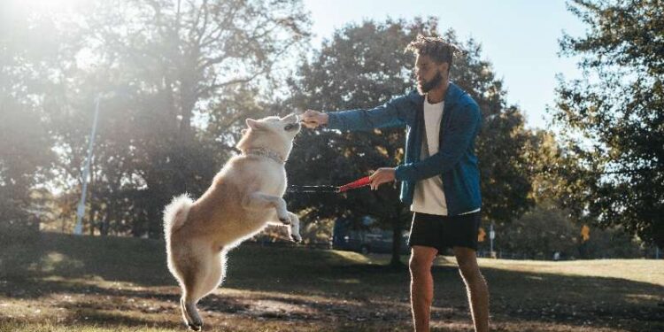 Tips To Train Your Dog