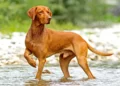 Vizsla Pitbull Mix