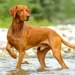 Vizsla Pitbull Mix