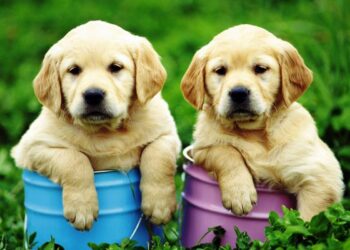 Low-Maintenance Dog Breeds