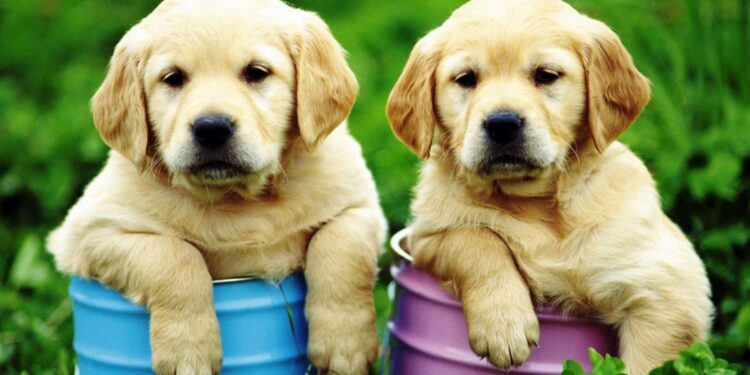 Low-Maintenance Dog Breeds