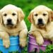 Low-Maintenance Dog Breeds