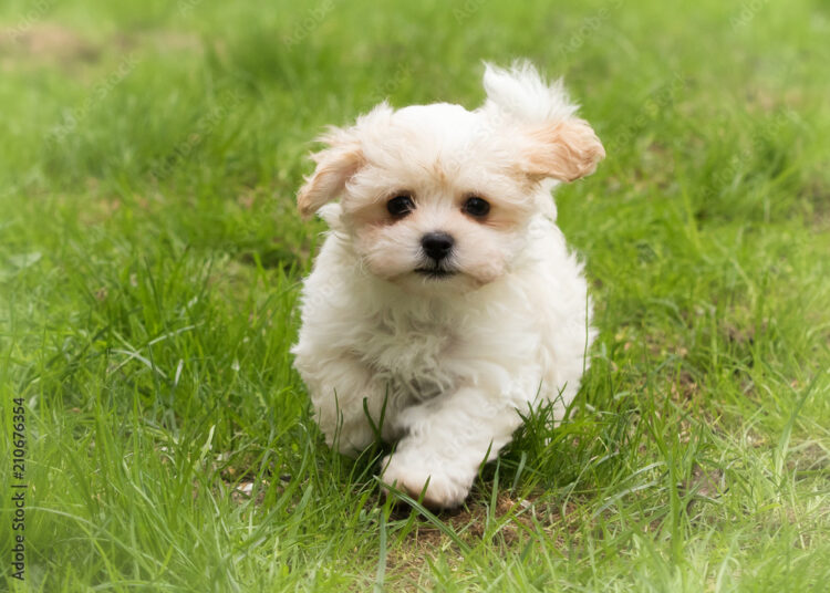 Havanese puppy dog