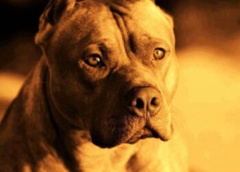 Pitbull Health Issues