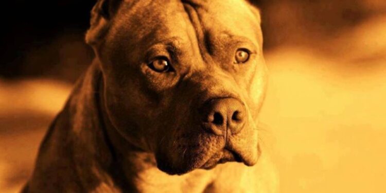 Pitbull Health Issues