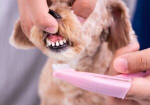 Why You Should Brush Your Dog's Teeth and How To Make It Fun Brush Your Dog's Teeth