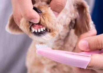Brush Your Dog's Teeth