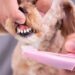 Brush Your Dog's Teeth