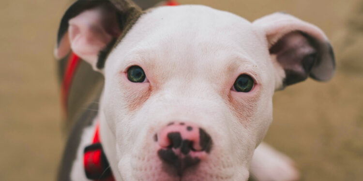 Essential Checklist for Introducing a Pitbull Puppy to Your Home pitbull puppy with green eyes
