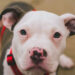 Essential Checklist for Introducing a Pitbull Puppy to Your Home pitbull puppy with green eyes