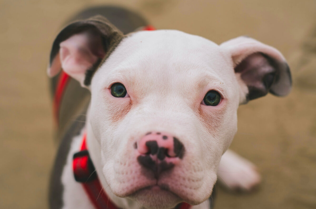 pitbull puppy with green eyes