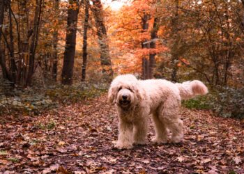 How to Find the Right Mixed-Breed Dog for Your Lifestyle How to Find the Right Mixed-Breed Dog for Your Lifestyle