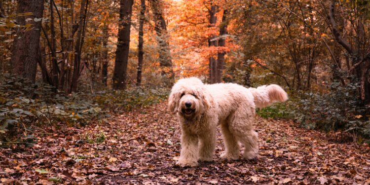 How to Find the Right Mixed-Breed Dog for Your Lifestyle