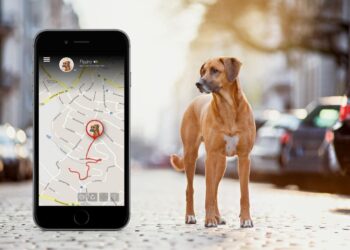 Apps For Monitoring Your Dog