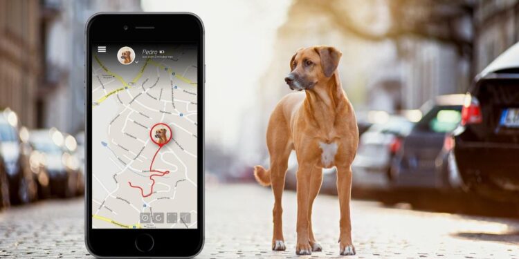 Apps For Monitoring Your Dog