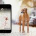 Apps For Monitoring Your Dog
