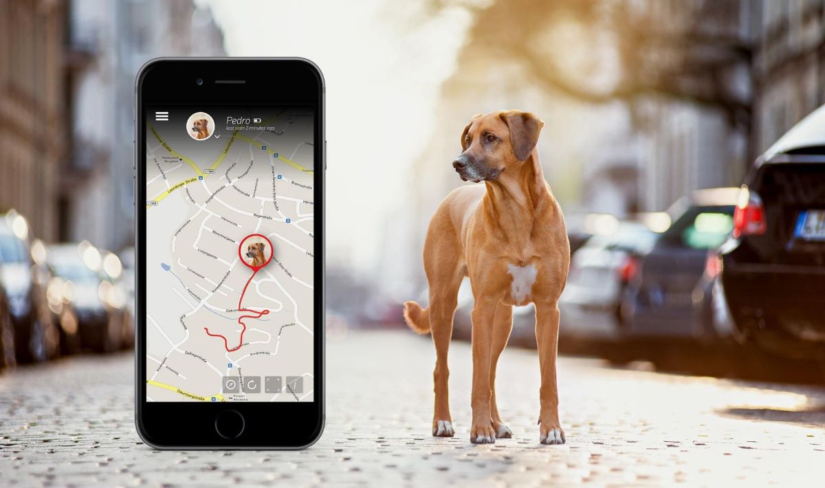 Uncover 10 Most sensible-Rated Apps For Tracking Your Canine’s Well being And Neatly-Being