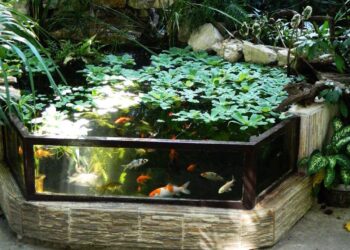 Backyard Aquarium