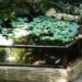 A Guide to Setting Up a Backyard Aquarium Backyard Aquarium