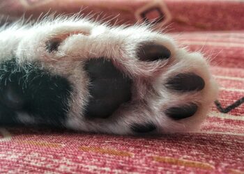 Care for Your Dog's Paws