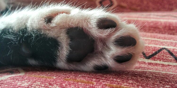 Care for Your Dog's Paws