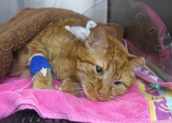 CBD’s Potential in Enhancing Cat Cancer Care Cat Cancer Care