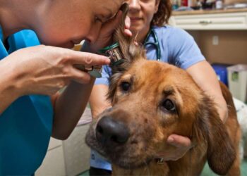 Dog Ear Infections