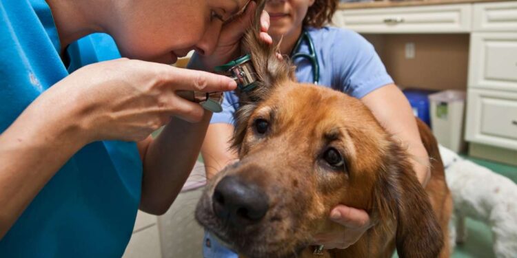 Why Does My Dog Keep Getting Ear Infections? Our Vet Explains Dog Ear Infections