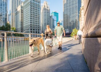 Dog-Friendly Chicago