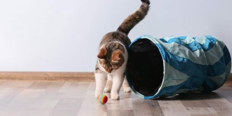 Top Interactive Toys to Keep Your Feline Engaged Interactive Toys