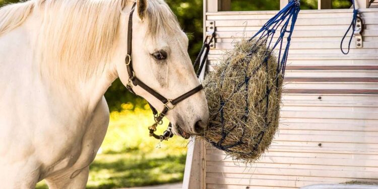 Elevate Equine Health with Premium Horse Feed Nutritional Needs of Horses