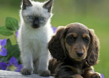 What Are The Most Popular Pets In The UK?