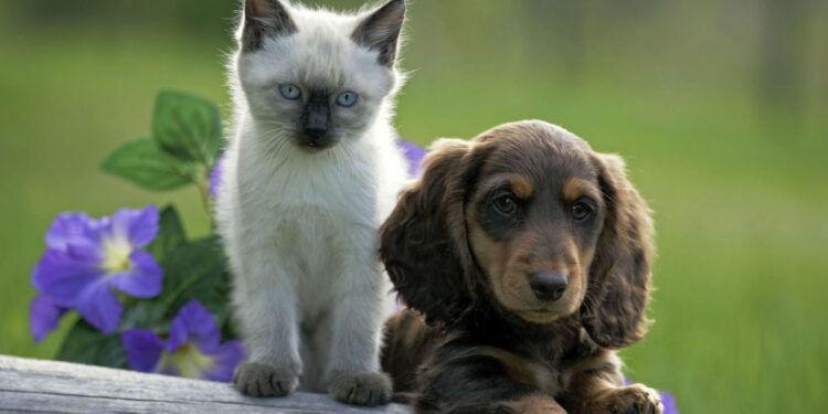 What Are The Most Popular Pets In The UK?