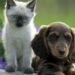What Are The Most Popular Pets In The UK?