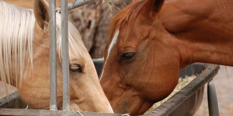 Elevate Equine Health with Premium Horse Feed Premium Horse Feed