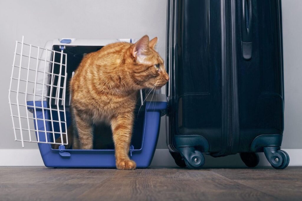 20 Reasons to Invest in Pet Insurance Today Traveling with Cats