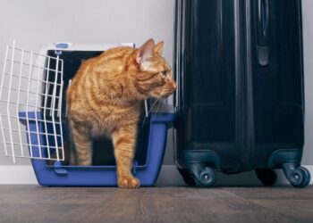 Traveling with Cat? See How CBD Can Help Ease Their Anxiety Traveling with Cats