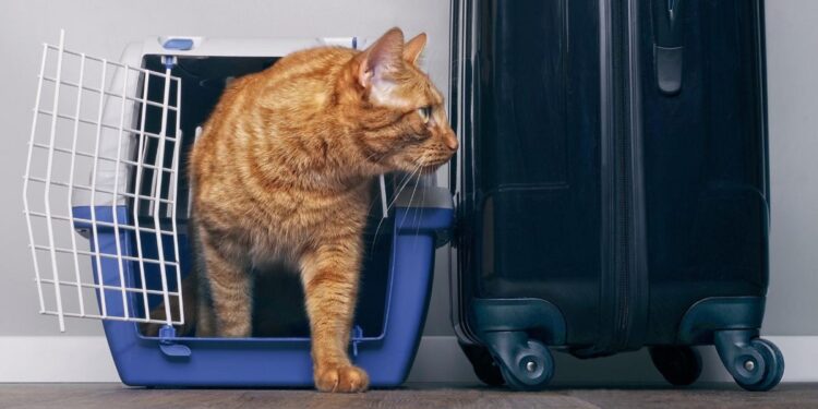 Traveling with Cat? See How CBD Can Help Ease Their Anxiety Traveling with Cats