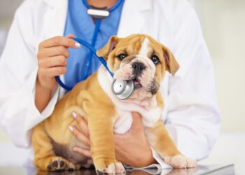 Your Pet's Health
