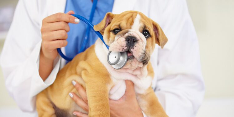 Your Pet's Health