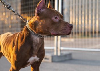 adult-pitbull-dog-on-a-leash