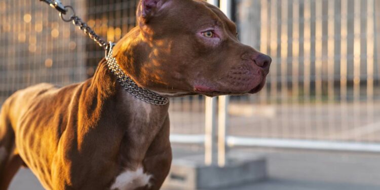 adult-pitbull-dog-on-a-leash