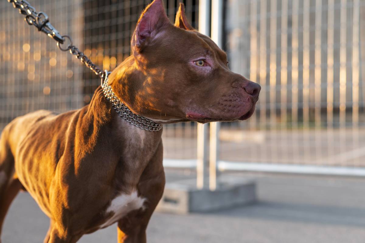 how-to-teach-basic-training-to-your-pitbull-puppy