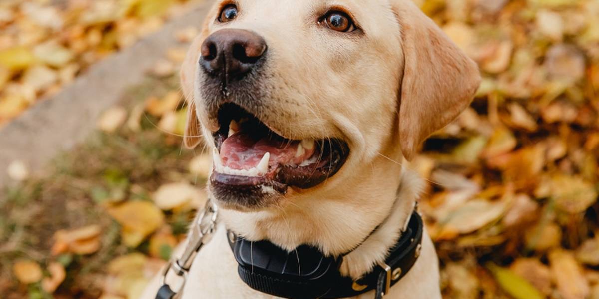 Do Anti Bark Collars Actually Work?