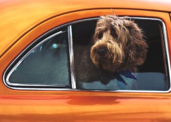 Creating a Cozy Space for Your Dog in the Car